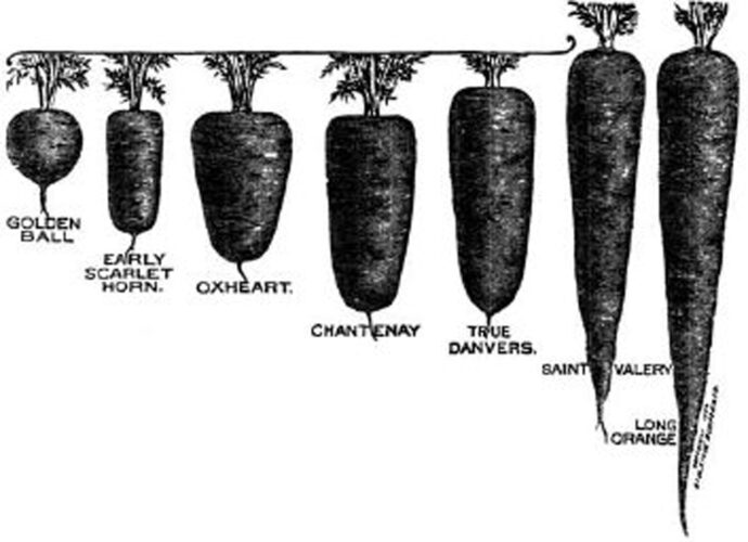 Heirloom Carrot Varieties Mother Earth News